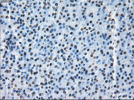 ID3 Antibody in Immunohistochemistry (Paraffin) (IHC (P))