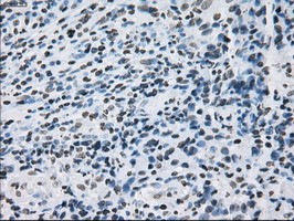 ID3 Antibody in Immunohistochemistry (Paraffin) (IHC (P))