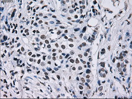 ID3 Antibody in Immunohistochemistry (Paraffin) (IHC (P))