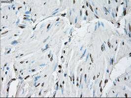 ID3 Antibody in Immunohistochemistry (Paraffin) (IHC (P))