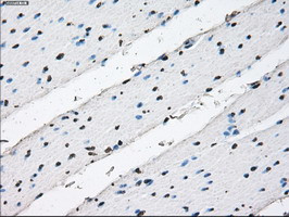 ID3 Antibody in Immunohistochemistry (Paraffin) (IHC (P))