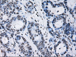 ID3 Antibody in Immunohistochemistry (Paraffin) (IHC (P))