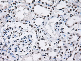 ID3 Antibody in Immunohistochemistry (Paraffin) (IHC (P))