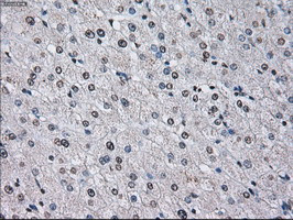 ID3 Antibody in Immunohistochemistry (Paraffin) (IHC (P))