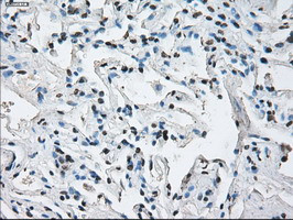 ID3 Antibody in Immunohistochemistry (Paraffin) (IHC (P))