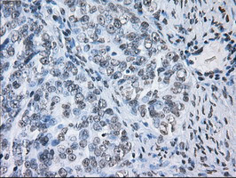 ID3 Antibody in Immunohistochemistry (Paraffin) (IHC (P))