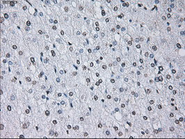 ID3 Antibody in Immunohistochemistry (Paraffin) (IHC (P))