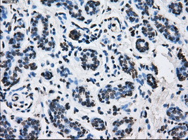 ID3 Antibody in Immunohistochemistry (Paraffin) (IHC (P))