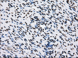 ID3 Antibody in Immunohistochemistry (Paraffin) (IHC (P))