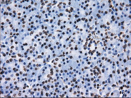 ID3 Antibody in Immunohistochemistry (Paraffin) (IHC (P))