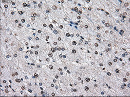 ID3 Antibody in Immunohistochemistry (Paraffin) (IHC (P))