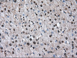 ID3 Antibody in Immunohistochemistry (Paraffin) (IHC (P))