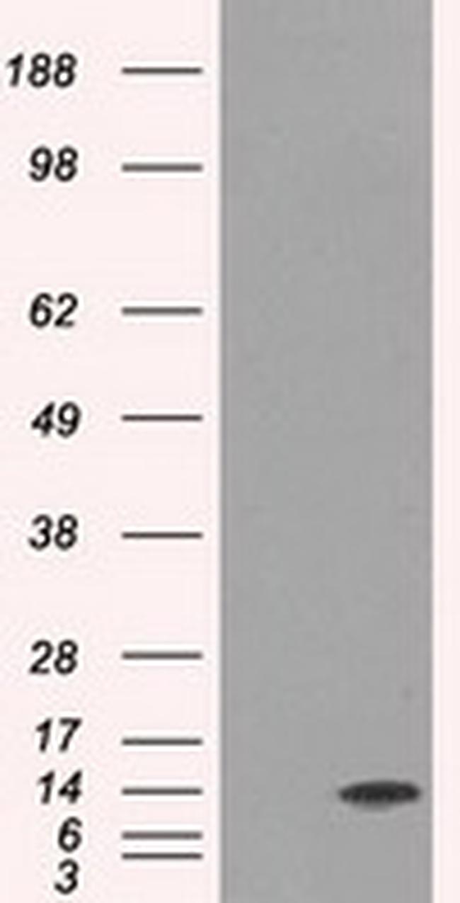 ID3 Antibody in Western Blot (WB)