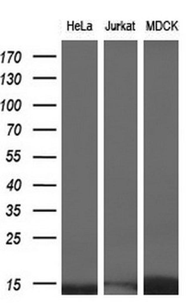 ID3 Antibody in Western Blot (WB)