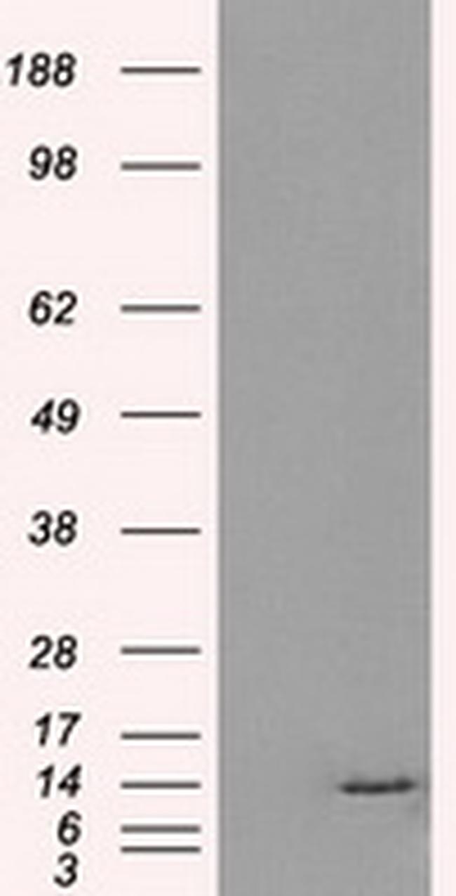 ID3 Antibody in Western Blot (WB)