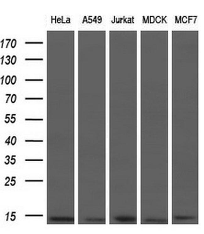 ID3 Antibody in Western Blot (WB)