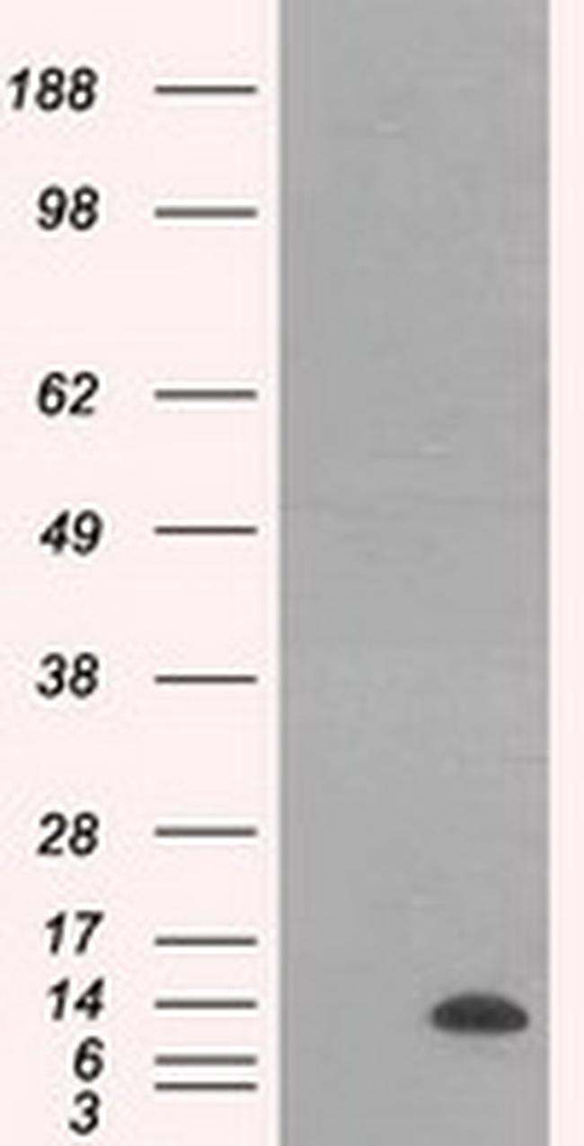 ID3 Antibody in Western Blot (WB)