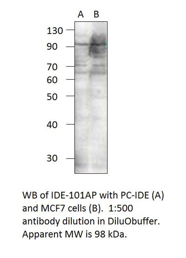 Insulin degrading enzyme Antibody in Western Blot (WB)