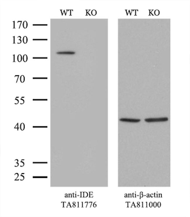 IDE Antibody in Western Blot (WB)