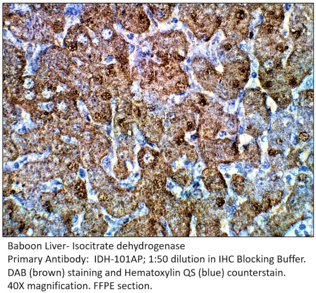 Isocitrate dehydrogenase Antibody in Immunohistochemistry (IHC)