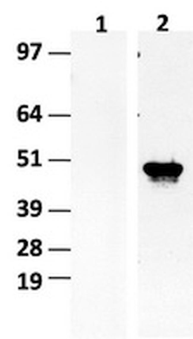 IDH1 Antibody in Western Blot (WB)