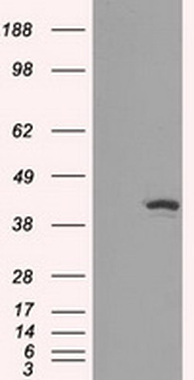 IDH1 Antibody in Western Blot (WB)