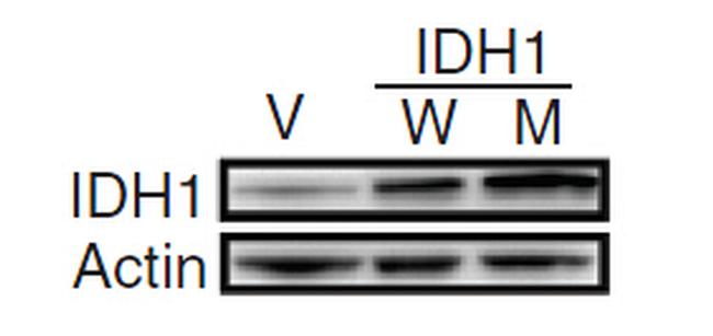 IDH1 Antibody in Western Blot (WB)