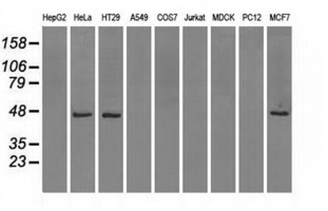 IDH1 Antibody in Western Blot (WB)