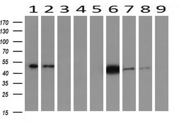 IDH1 Antibody in Western Blot (WB)