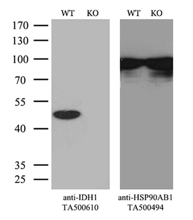 IDH1 Antibody in Western Blot (WB)