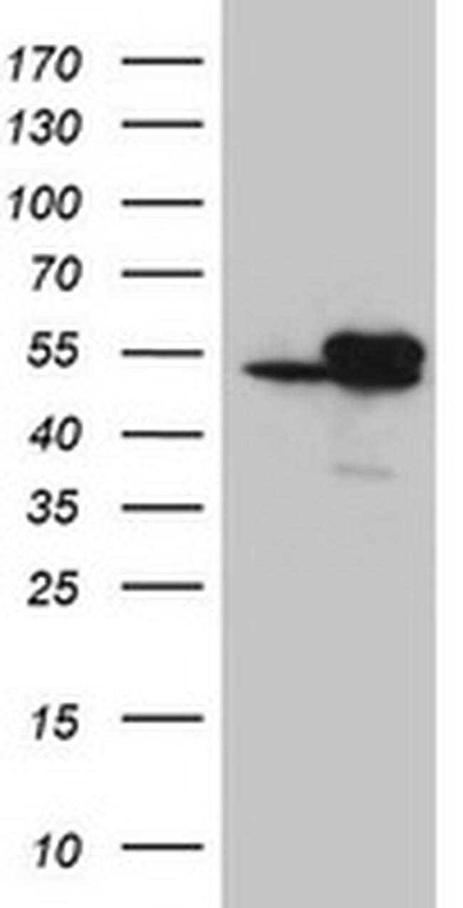 IDH1 Antibody in Western Blot (WB)