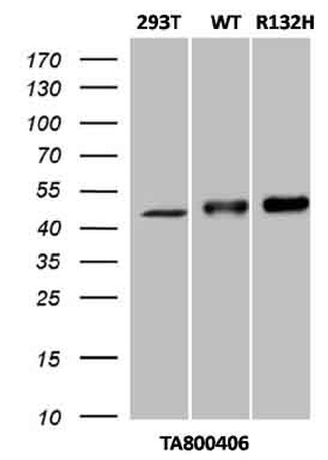 IDH1 Antibody in Western Blot (WB)