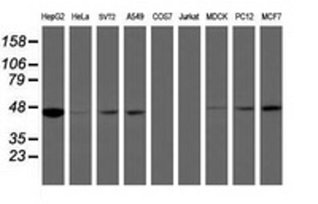 IDH1 Antibody in Western Blot (WB)