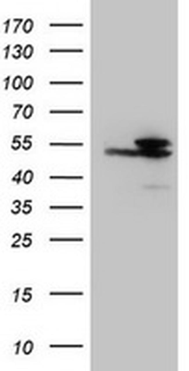 IDH1 Antibody in Western Blot (WB)