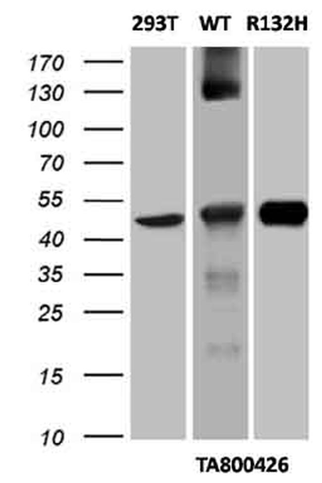 IDH1 Antibody in Western Blot (WB)