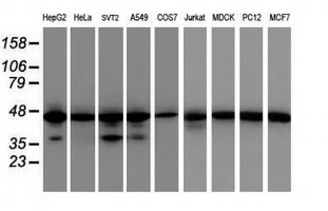 IDH1 Antibody in Western Blot (WB)