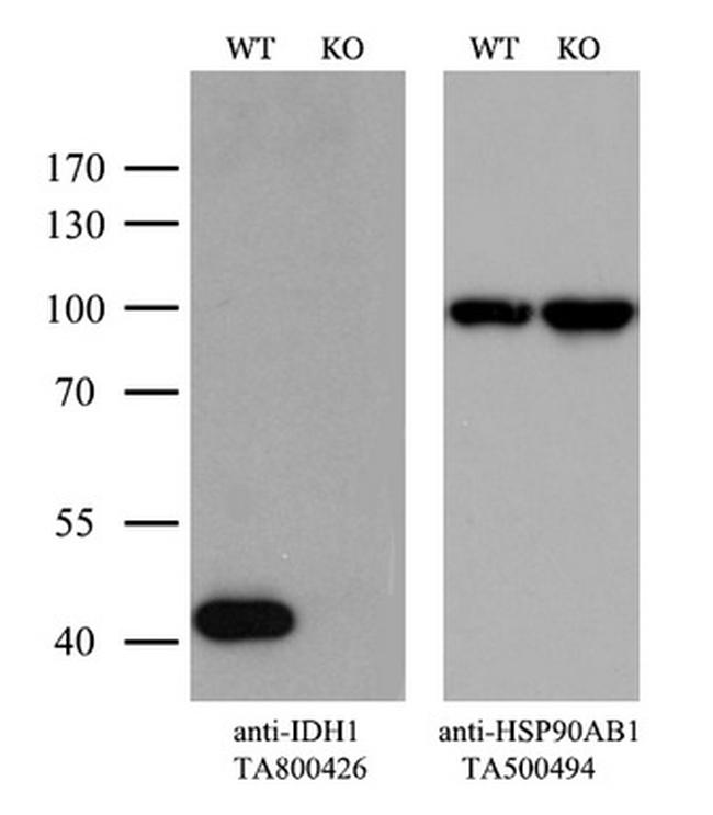 IDH1 Antibody in Western Blot (WB)