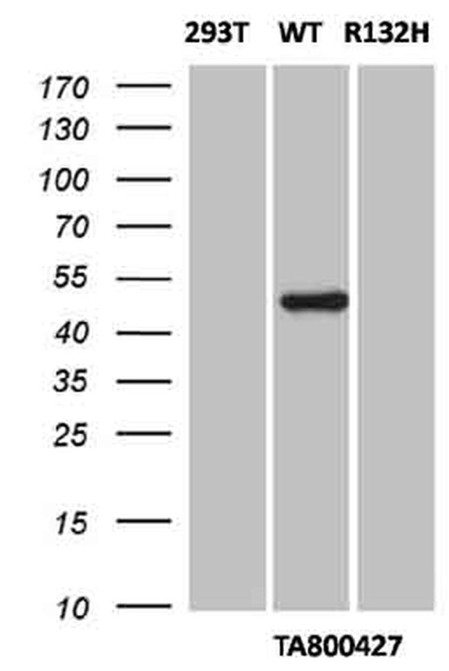 IDH1 Antibody in Western Blot (WB)