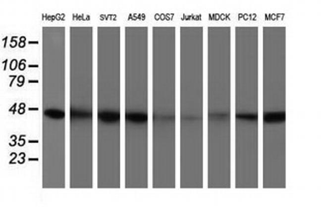 IDH1 Antibody in Western Blot (WB)