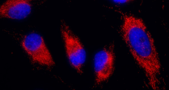 IDH2 Antibody in Immunocytochemistry (ICC/IF)