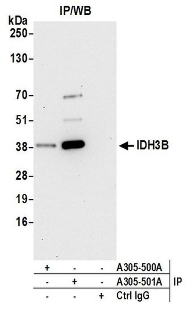 IDH3B Antibody in Western Blot (WB)