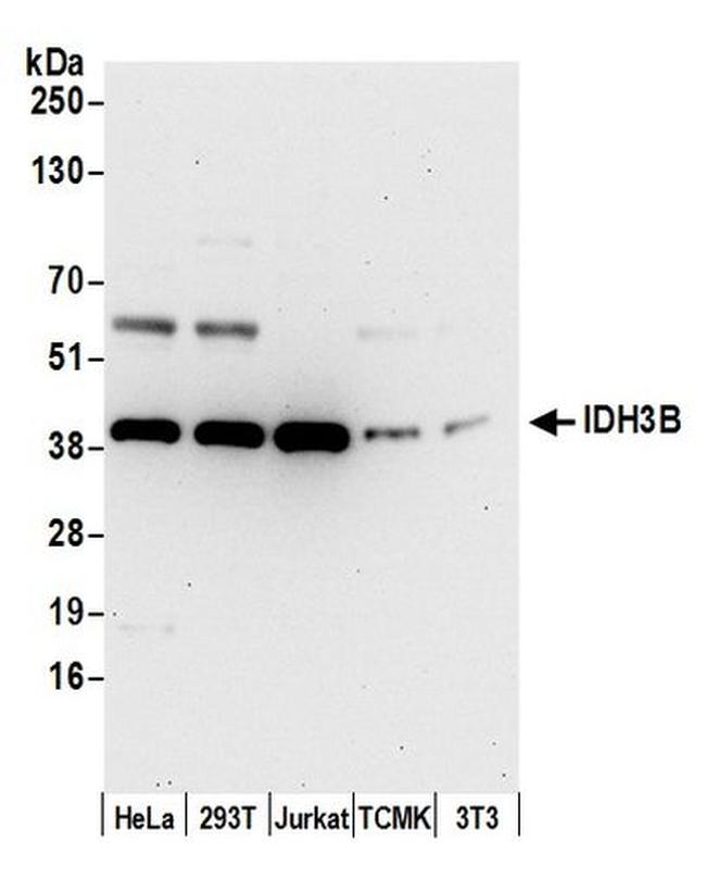 IDH3B Antibody in Western Blot (WB)