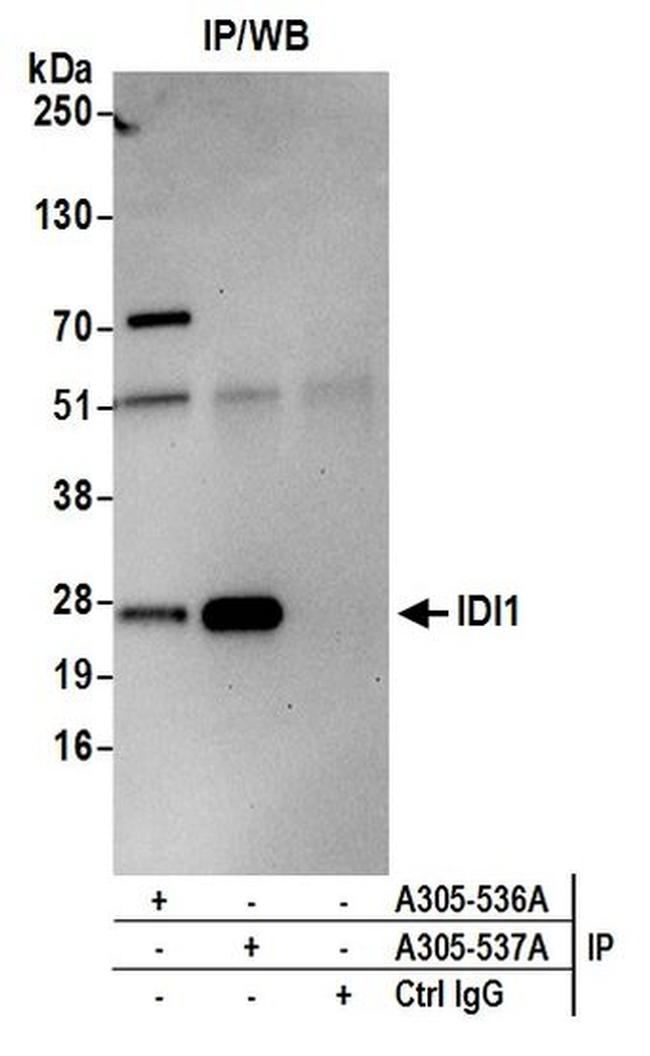 IDI1 Antibody in Western Blot (WB)