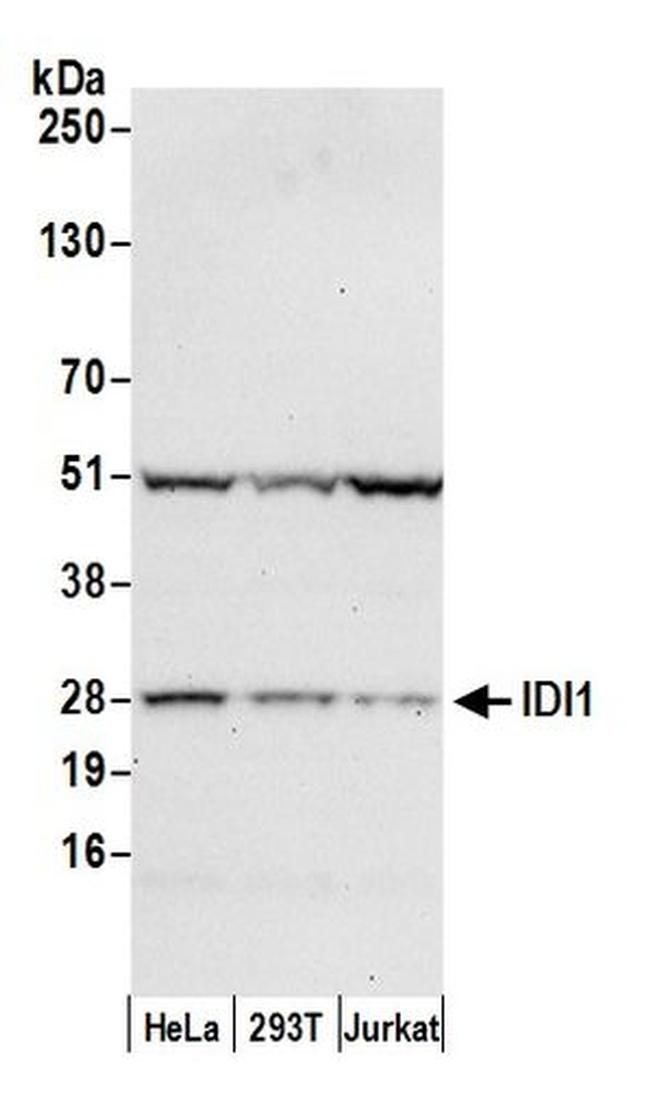 IDI1 Antibody in Western Blot (WB)