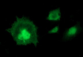 IDO1 Antibody in Immunocytochemistry (ICC/IF)