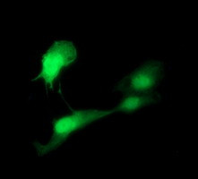 IDO1 Antibody in Immunocytochemistry (ICC/IF)