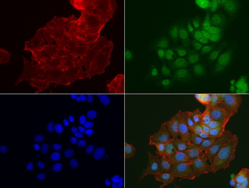 IDO1 Antibody in Immunocytochemistry (ICC/IF)