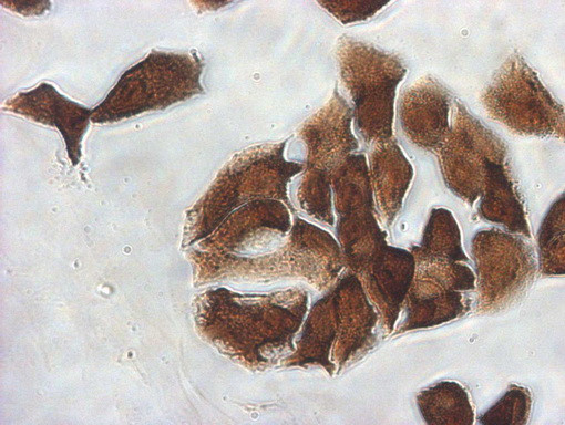 IDO1 Antibody in Immunocytochemistry (ICC/IF)