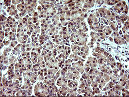 IDO1 Antibody in Immunohistochemistry (Paraffin) (IHC (P))