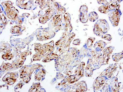 IDO1 Antibody in Immunohistochemistry (Paraffin) (IHC (P))